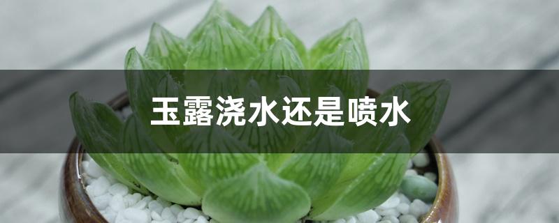 玉露浇水还是喷水 玉露浇水还是喷水
