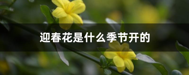 迎春花是什么季节开的 迎春花是什么季节开的