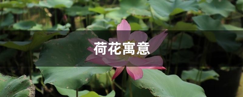 荷花寓意 荷花寓意