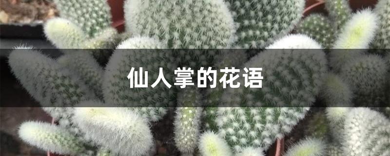 仙人掌的花语 仙人掌的花语