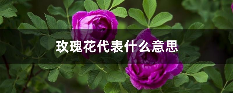 玫瑰花代表什么意思 玫瑰花代表什么意思