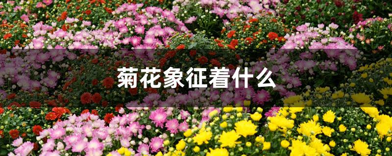 菊花象征着什么 菊花象征着什么