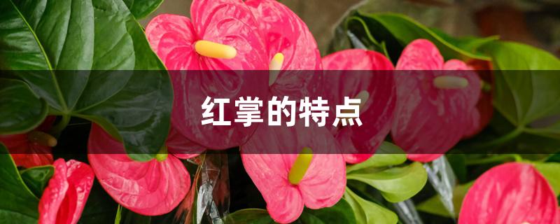 红掌的特点 红掌的特点
