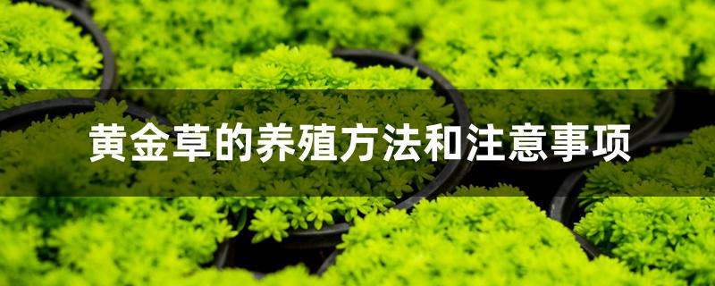 黄金草的养殖方法和注意事项 黄金草的养殖方法和注意事项