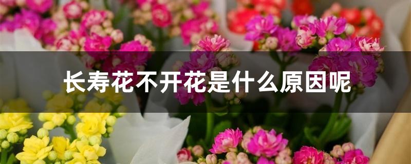 长寿花不开花是什么原因呢 长寿花不开花是什么原因呢