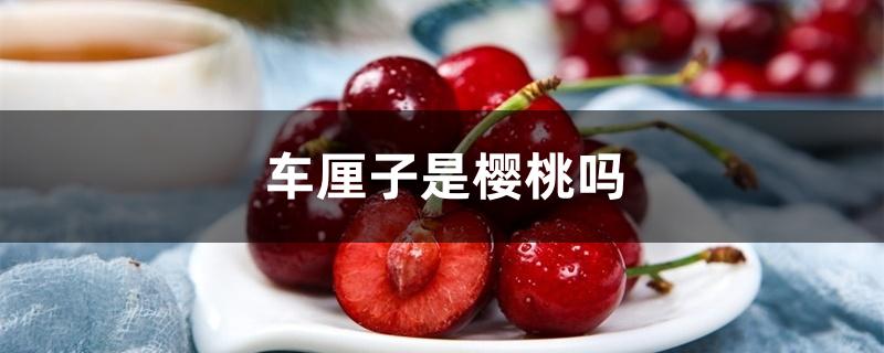 车厘子是樱桃吗 车厘子是樱桃吗