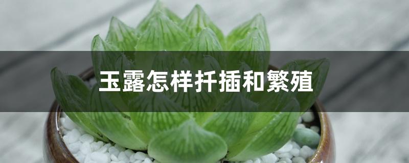玉露怎样扦插和繁殖 玉露怎样扦插和繁殖