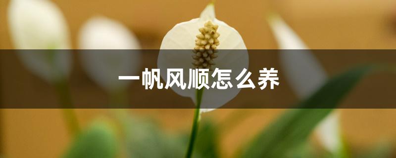 一帆风顺怎么养 一帆风顺怎么养
