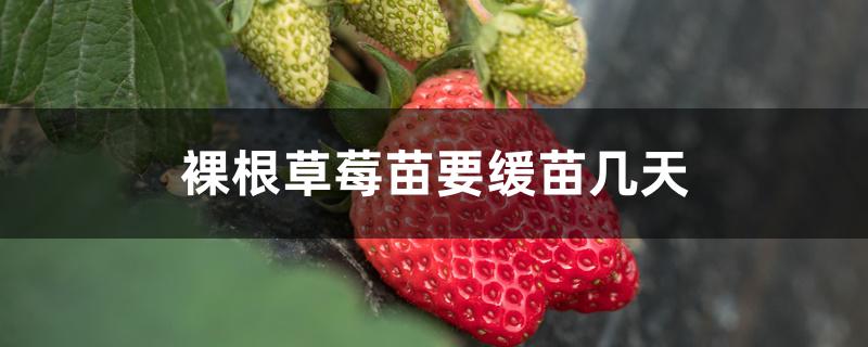 裸根草莓苗要缓苗几天 裸根草莓苗要缓苗几天