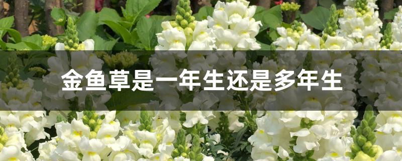 金鱼草是一年生还是多年生 金鱼草是一年生还是多年生