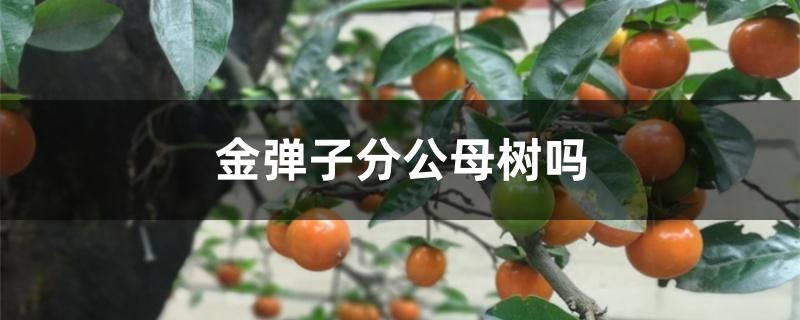 金弹子分公母树吗 金弹子分公母树吗