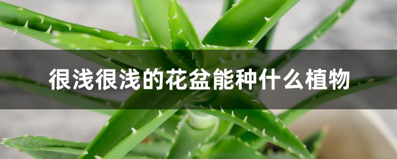 很浅很浅的花盆能种什么植物 很浅很浅的花盆能种什么植物