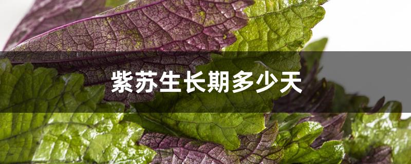 紫苏生长期多少天 紫苏生长期多少天