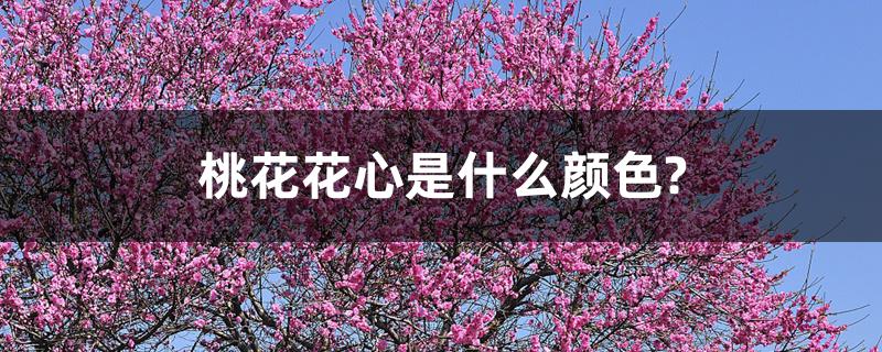 桃花花心是什么颜色? 桃花花心是什么颜色?