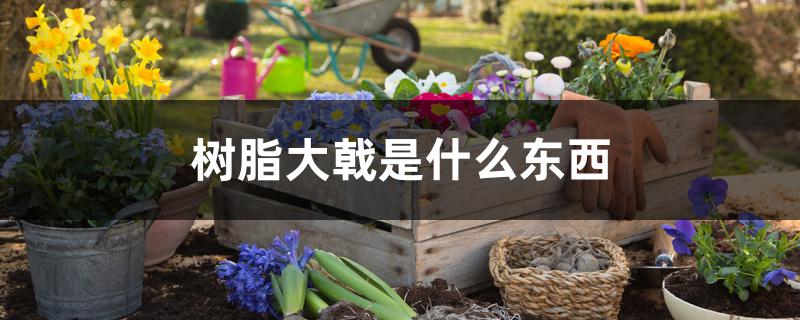 树脂大戟是什么东西 树脂大戟是什么东西