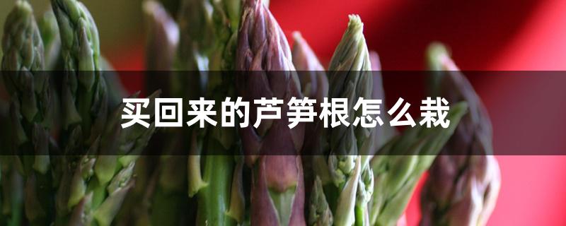 买回来的芦笋根怎么栽 买回来的芦笋根怎么栽