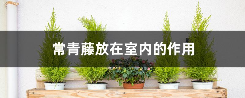 常青藤放在室内的作用 常青藤放在室内的作用