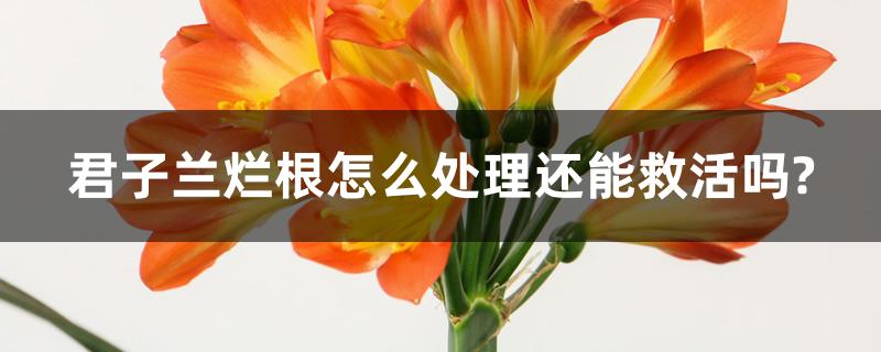 君子兰烂根怎么处理还能救活吗?