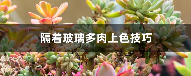 隔着玻璃多肉上色技巧 隔着玻璃多肉上色技巧