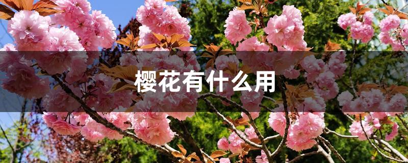 樱花有什么用 樱花有什么用