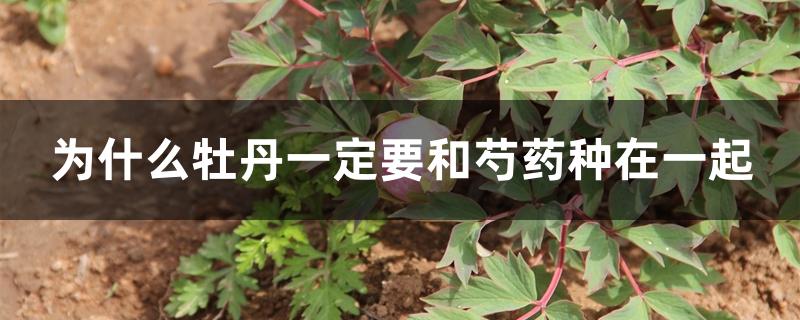 为什么牡丹一定要和芍药种在一起 为什么牡丹一定要和芍药种在一起