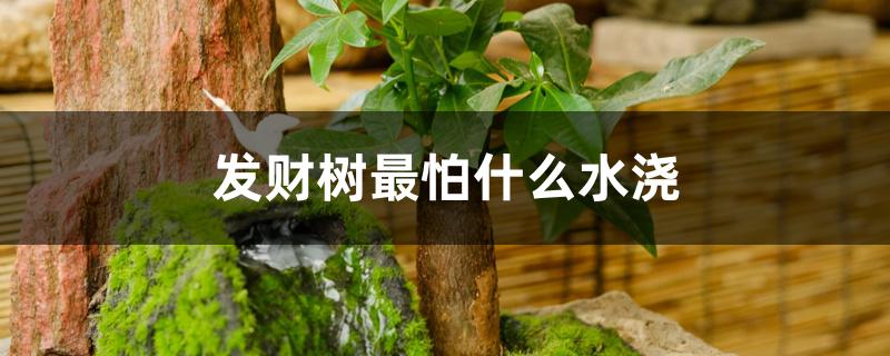 发财树最怕什么水浇 发财树最怕什么水浇