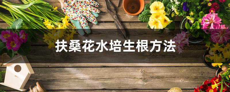 扶桑花水培生根方法 扶桑花水培生根方法