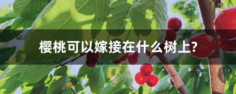 樱桃可以嫁接在什么树上? 樱桃可以嫁接在什么树上?