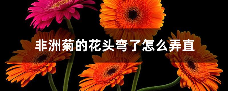 非洲菊的花头弯了怎么弄直 非洲菊的花头弯了怎么弄直
