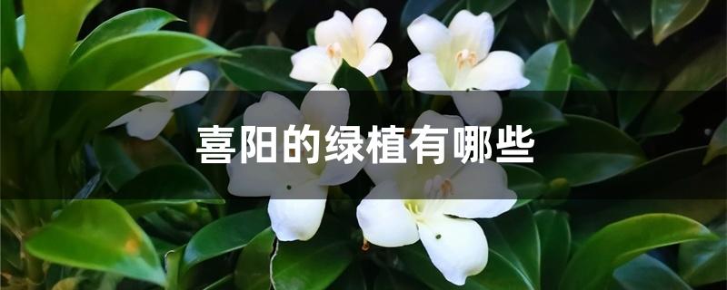 喜阳的绿植有哪些 喜阳的绿植有哪些