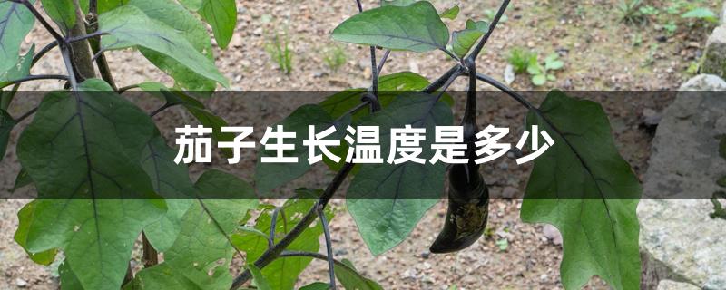 茄子生长温度是多少 茄子生长温度是多少