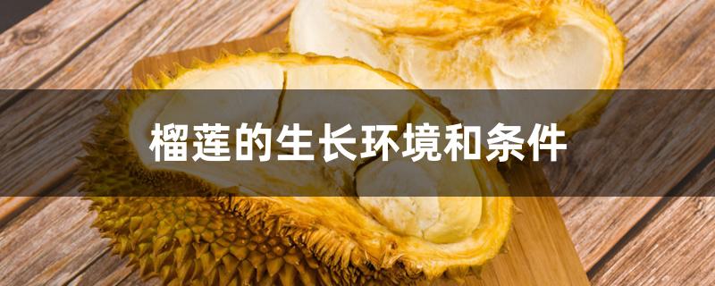 榴莲的生长环境和条件 榴莲的生长环境和条件