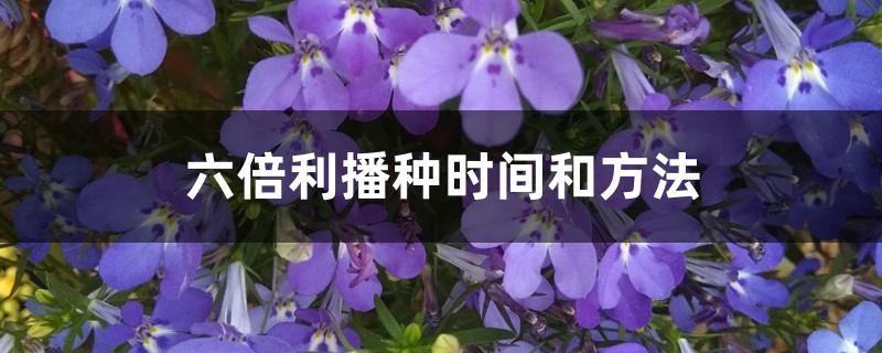 六倍利播种时间和方法 六倍利播种时间和方法