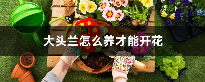 大头兰怎么养才能开花 大头兰怎么养才能开花