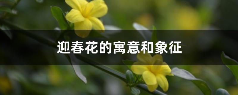 迎春花的寓意和象征 迎春花的寓意和象征