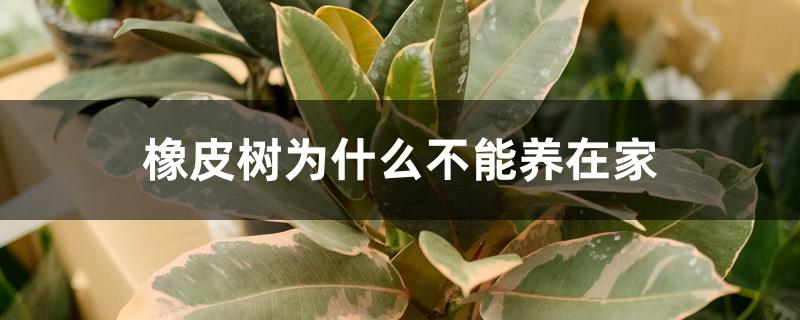 橡皮树为什么不能养在家 橡皮树为什么不能养在家