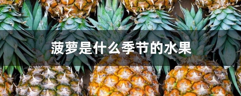 菠萝是什么季节的水果 菠萝是什么季节的水果