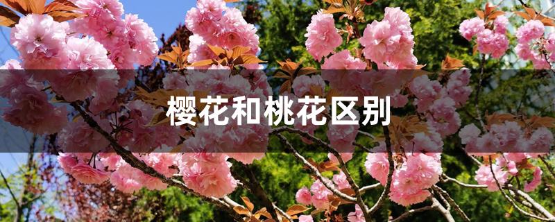 樱花和桃花区别 樱花和桃花区别