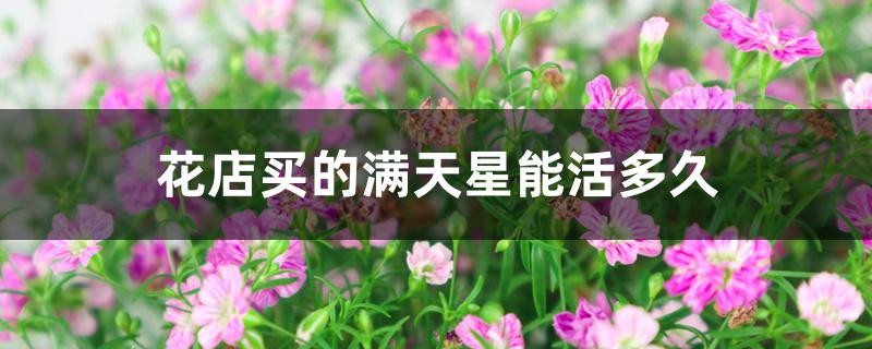 花店买的满天星能活多久 花店买的满天星能活多久