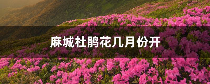 麻城杜鹃花几月份开 麻城杜鹃花几月份开