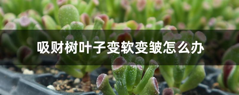 吸财树叶子变软变皱怎么办 吸财树叶子变软变皱怎么办