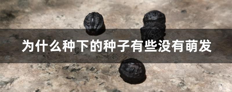 为什么种下的种子有些没有萌发 为什么种下的种子有些没有萌发