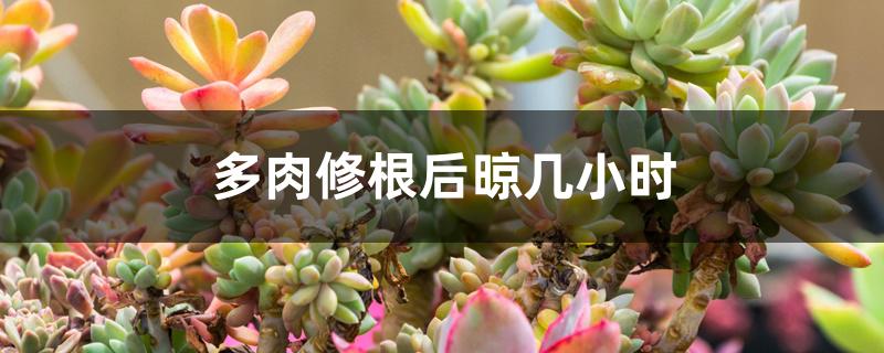 多肉修根后晾几小时 多肉修根后晾几小时