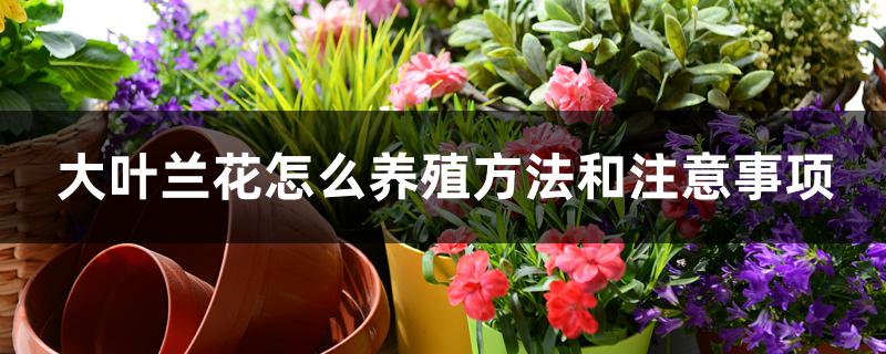 大叶兰花怎么养殖方法和注意事项 大叶兰花怎么养殖方法和注意事项