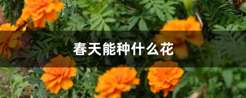 春天能种什么花 春天能种什么花