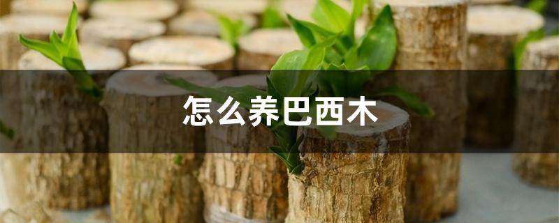 怎么养巴西木 怎么养巴西木