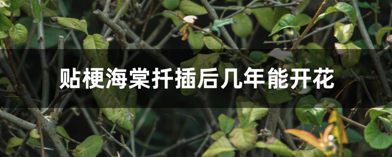 贴梗海棠扦插后几年能开花 贴梗海棠扦插后几年能开花