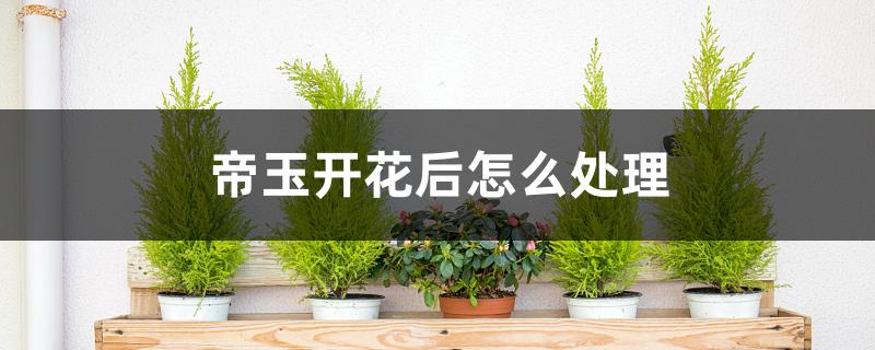 帝玉开花后怎么处理 帝玉开花后怎么处理