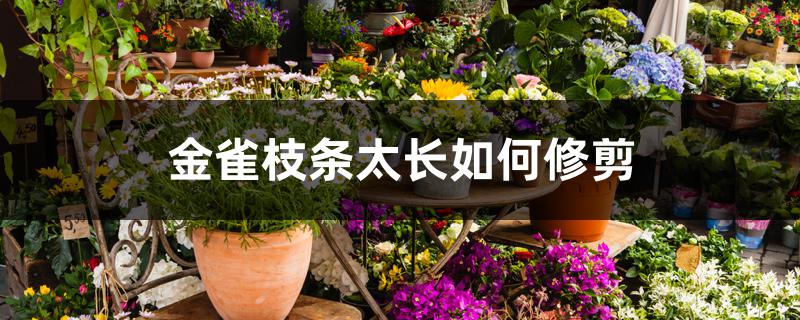 金雀枝条太长如何修剪 金雀枝条太长如何修剪