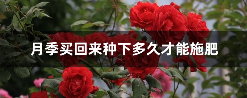 月季买回来种下多久才能施肥 月季买回来种下多久才能施肥